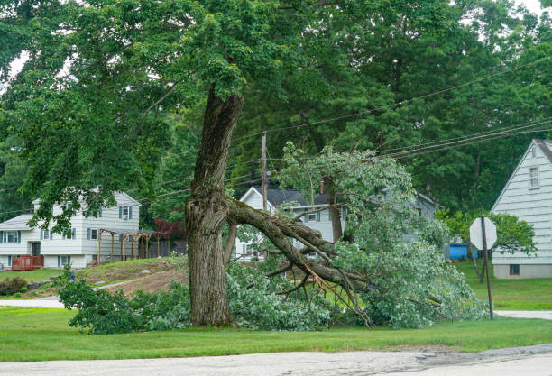 Professional Tree Removal in Palatka, FL