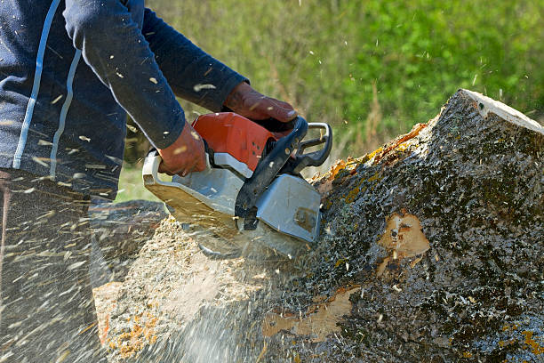 Best Lot and Land Clearing  in Palatka, FL